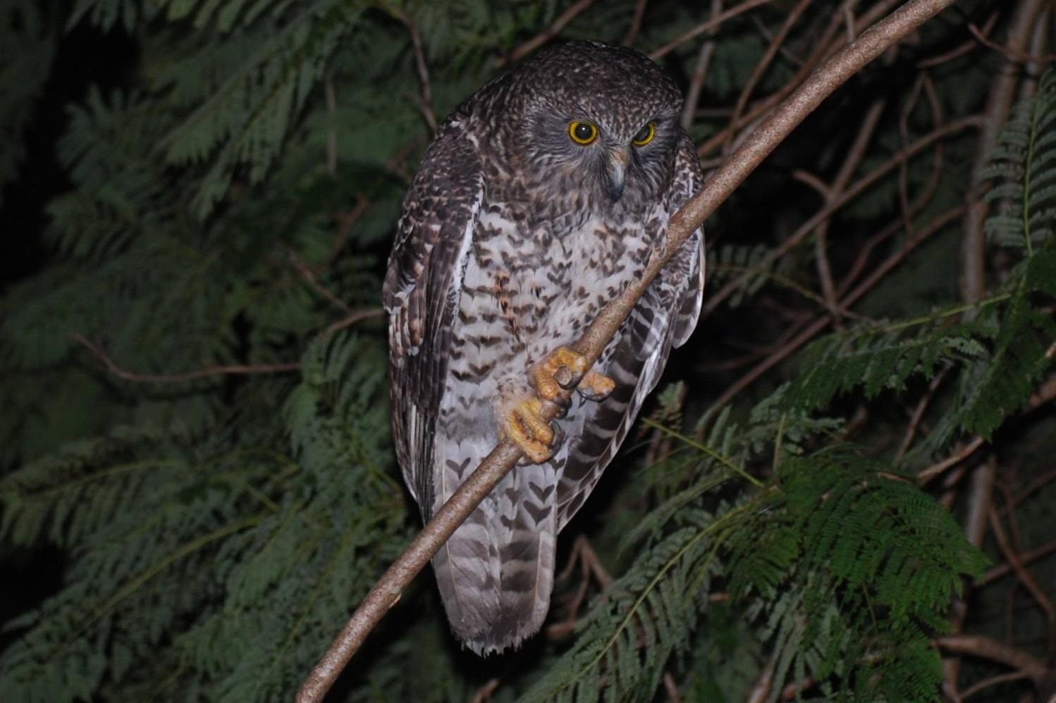Do Powerful Owls Eat Dogs